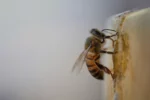 Raw Limited Reserve Premium Honey Pack 8x298gr - Image 4