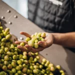 Gourmet olives for Mediterranean cooking