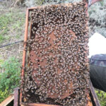 Bio-Solea  Apianthos Acacia Medit Hawthorn Myrtus Organic Honey - Image 4