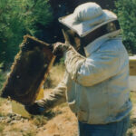 Greek Thyme Honey 5kg Premium Raw Honey | Alabasinis - Image 3