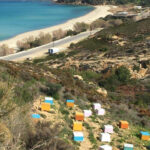 Ikaria Pine Wildflower Honey Bundle 5x250gr/8.45 fl oz - Image 3