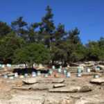 Bee colony in Ikaria, Greece, producing raw honey