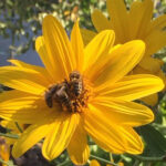 Bees feeding on a flower in Ikaria, Greece