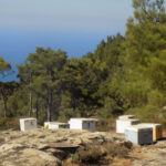 Ikaria Pine Wildflower Honey Bundle 5x250gr/8.45 fl oz - Image 7