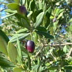 Close-up of fresh olives and leaves representing Almazaras de la Subbética quality