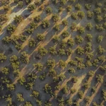 Andalusian landscape where Almazaras de la Subbética olive oils