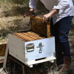 Beeology Sumac Blossom Blond Honey - Image 5