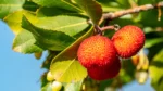 Greek Premium Raw Honey from the Arbutus (wild strawberry tree), showcasing its rich texture and natural appearance.